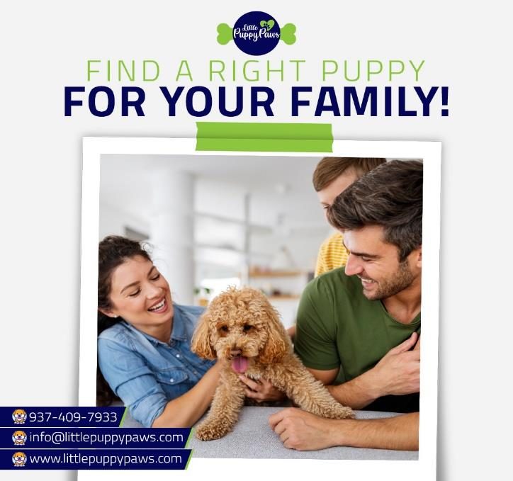 Little Puppy Paws case study cover